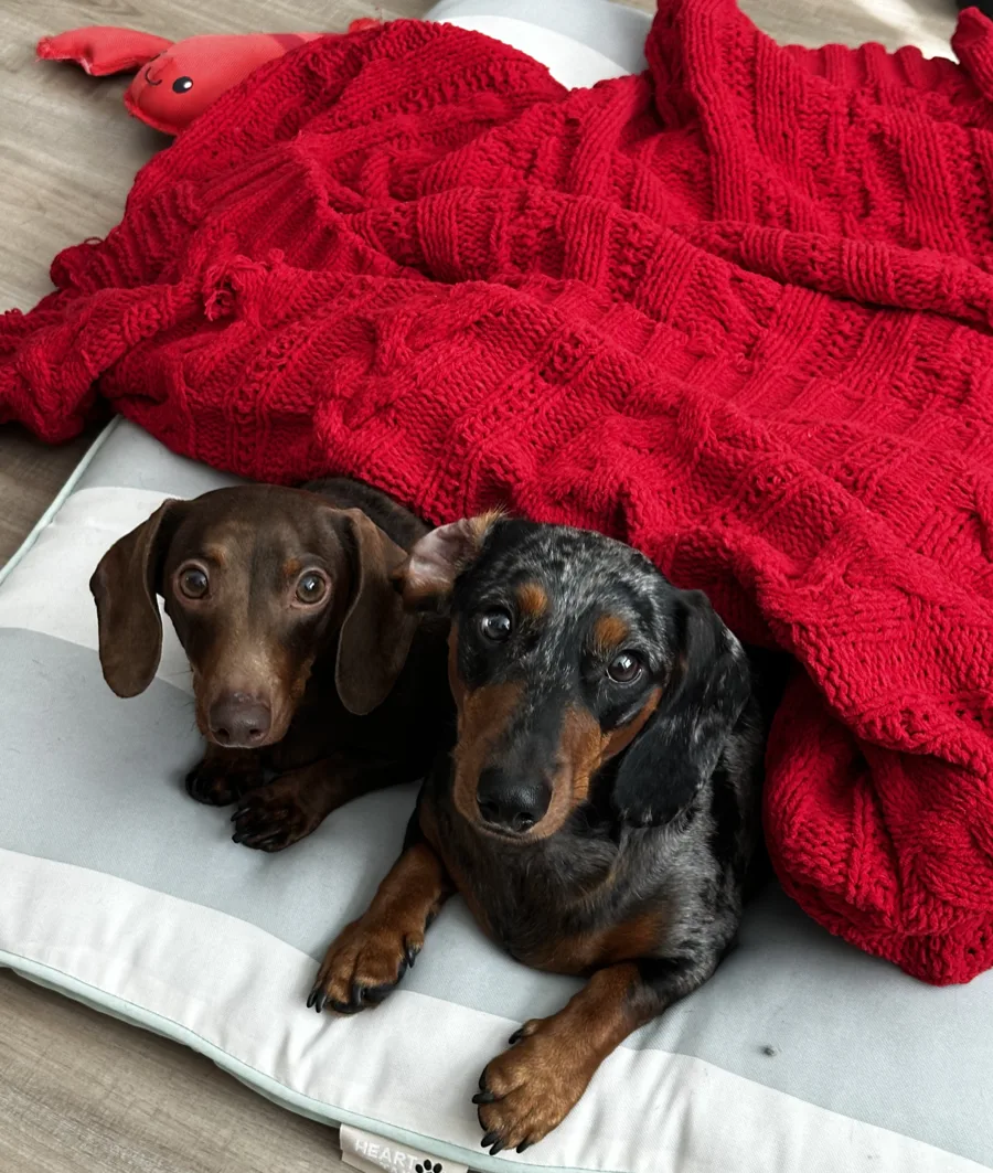 Bunky and Zero, the two dachshunds ZeroBunks is named after